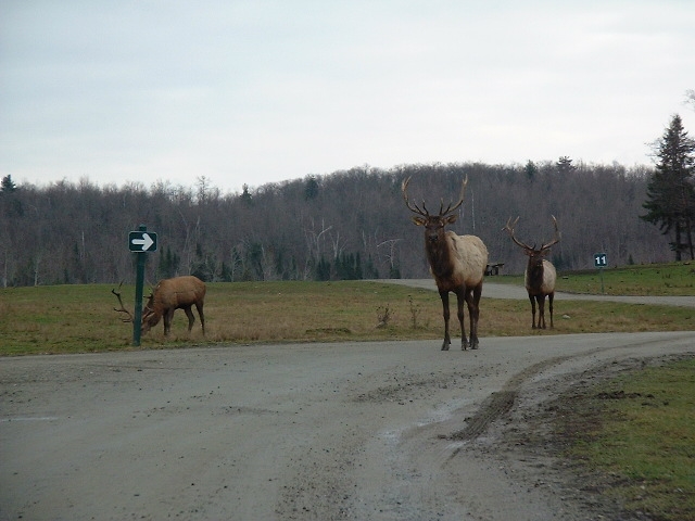 elk5_2627.jpg