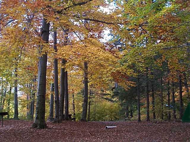foliage_6765.jpg