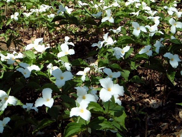 trillium_9098.jpg